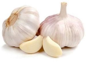 Fresh Garlic