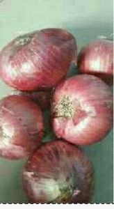 .organic onion