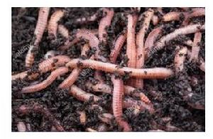 organic vermi compost