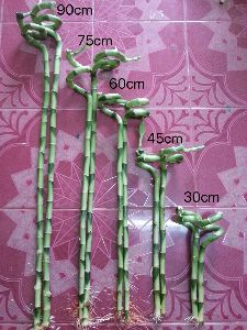 bamboo stem