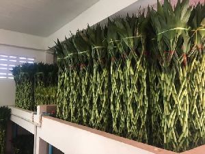 Braided Bamboo Plant
