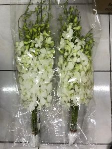 Fresh White Orchids