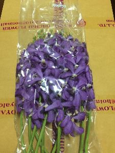 Purple Mokara Orchid Flower