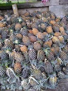 Fresh Pineapple