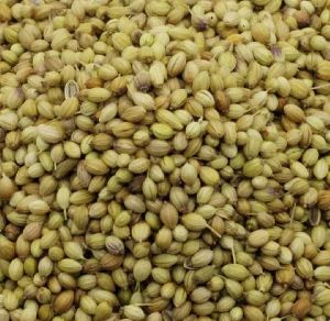 Coriander Seeds