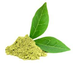 Gymnema Sylvestre Extracts