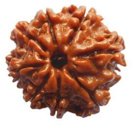 8 Mukhi Rudraksha