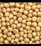 Soya Seed