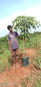 Mango Plants