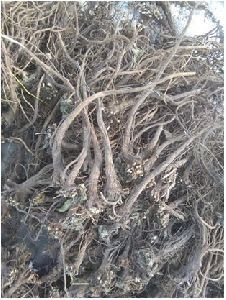 Ushna Roots