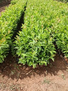 Guava Plant