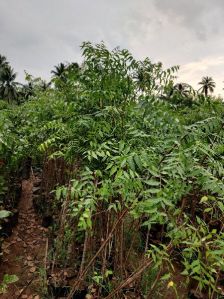 NEEM PLANTS