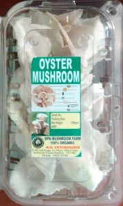 Fresh Oyster Mushroom