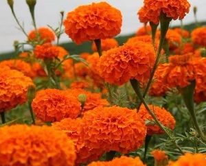 Marigold Flowers