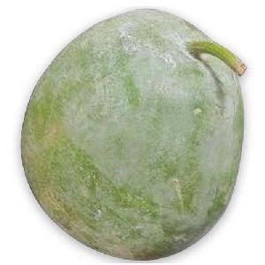 Fresh Ash Gourd