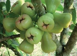 Wax apple plant