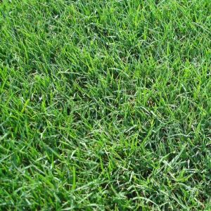 Bermuda Lawn Grass