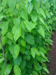 Betel Leaves