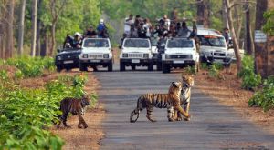 jungle safari