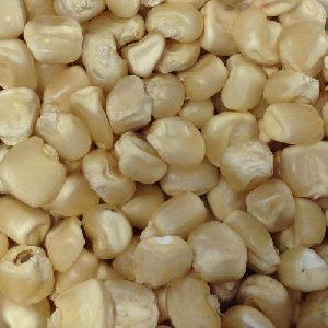 Fodder Maize Seeds