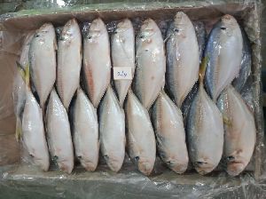 Frozen Yellow Tail Scad Fish