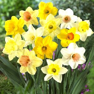 Daffodil Poeticus Flower Bulbs