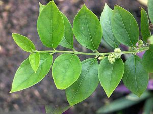 Parijat Leaves