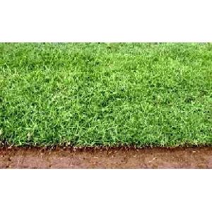 Bermuda Lawn Grass