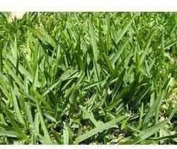 St. Augustine Lawn Grass