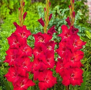 gladiolus bulbs