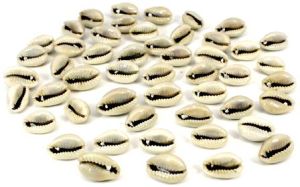 natural cowrie shell