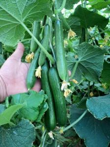 cucumber seed