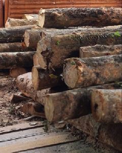 rubber wood log