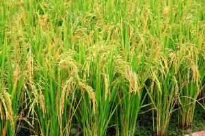 Aman 216 Rice Seeds