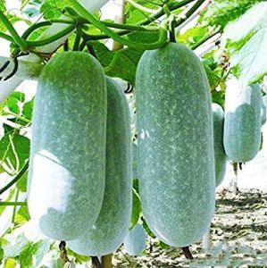 Hybrid Ash Gourd Seeds