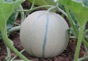 Hybrid Muskmelon Seeds