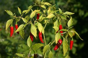 Jyotika Red Chilli Seeds