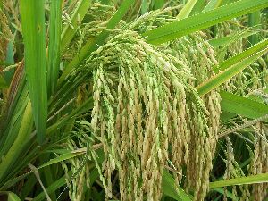 Lal Ganga Rice Seeds