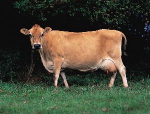 Jersey Cow