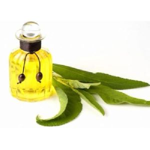 Camphor Essential Oil