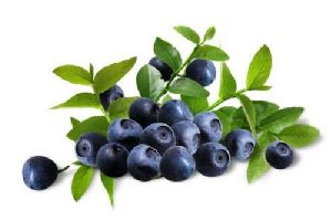 Bilberry Extract