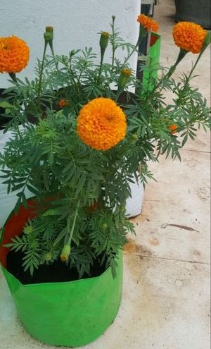 Blooming Marigold Plants