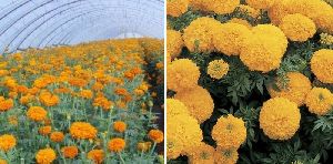 Blooming Marigold Plants