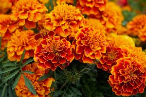 Orange Marigold Flower