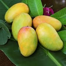 Fresh  Ripe Mango