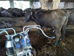 buffalo milking machine