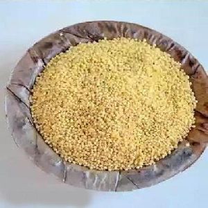 Foxtail Millet Seeds