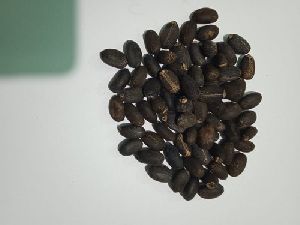 Ratanjot Seeds