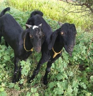 Osmanabadi Goat