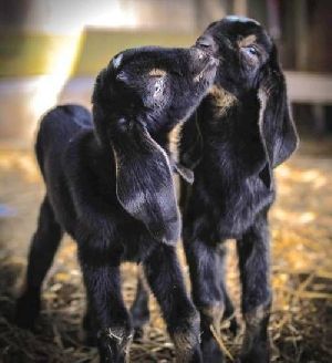 Beetal Goat